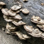 霊芝 免疫力