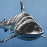 鮫肝油 効能 効果